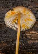 Image de Mycena crocata (Schrad.) P. Kumm. 1871