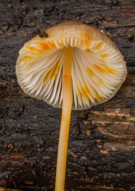 Image de Mycena crocata (Schrad.) P. Kumm. 1871