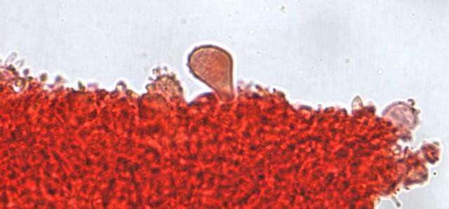 Image de Mycena crocata (Schrad.) P. Kumm. 1871