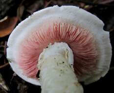 Image of Agaricaceae