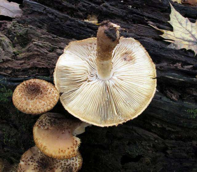 Слика од Leucopholiota