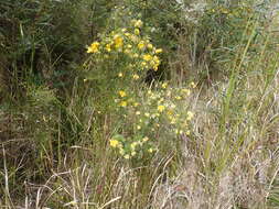 Plancia ëd Gompholobium latifolium Sm.