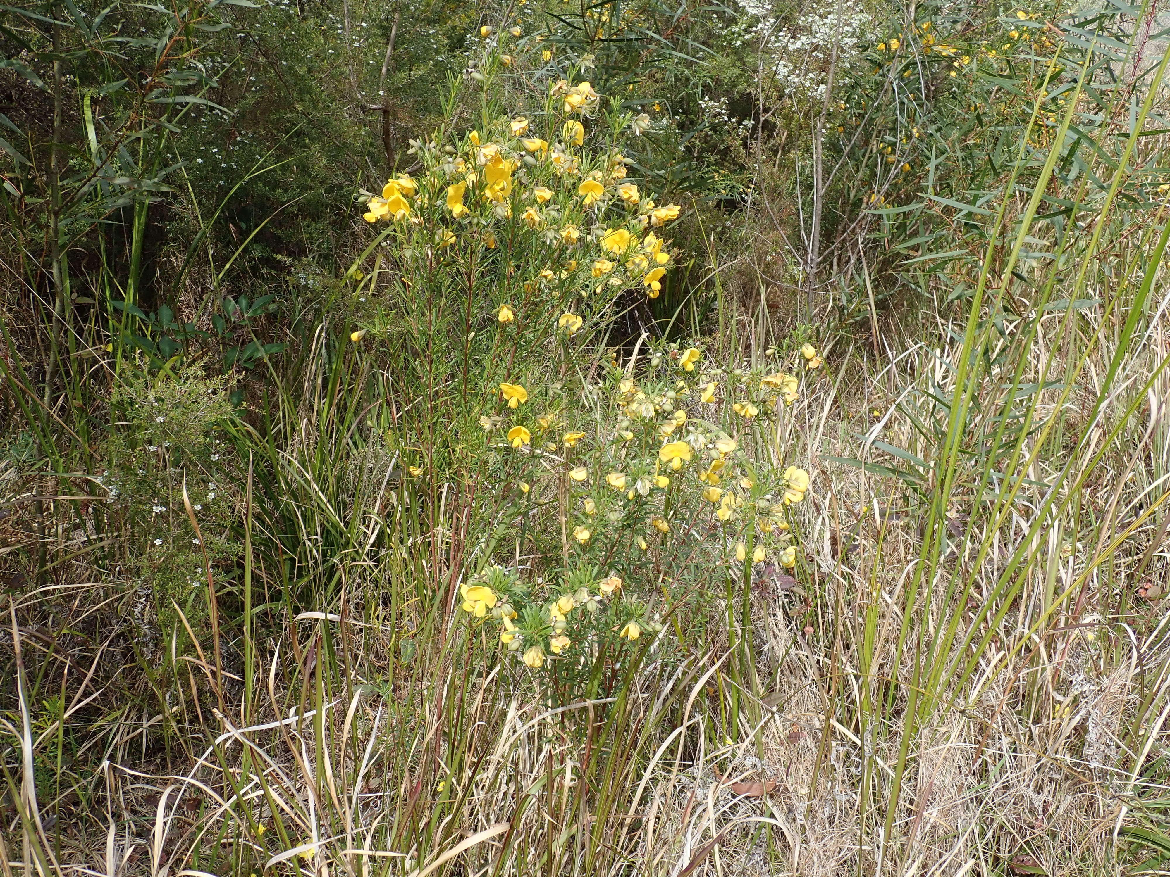 Plancia ëd Gompholobium latifolium Sm.