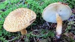 Слика од Leucopholiota