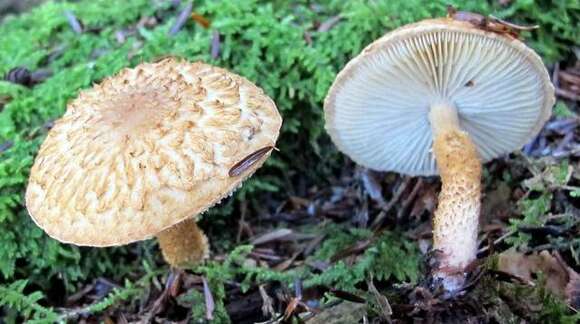 Слика од Leucopholiota