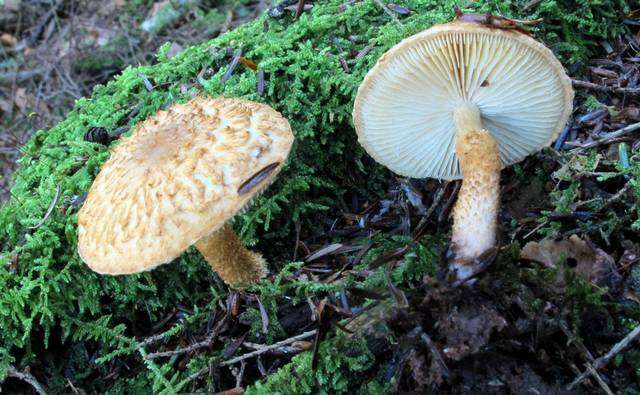 Слика од Leucopholiota