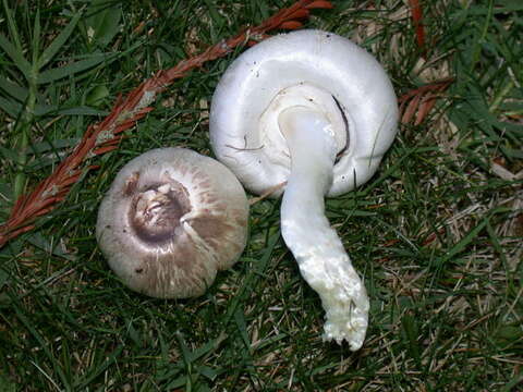 Imagem de Agaricus californicus Peck 1895