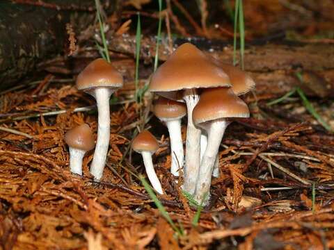 Image of Psilocybe azurescens Stamets & Gartz 1995