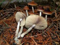 Image of Psilocybe azurescens Stamets & Gartz 1995