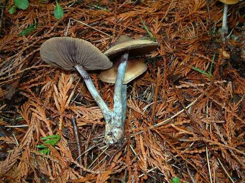 Image of Psilocybe azurescens Stamets & Gartz 1995