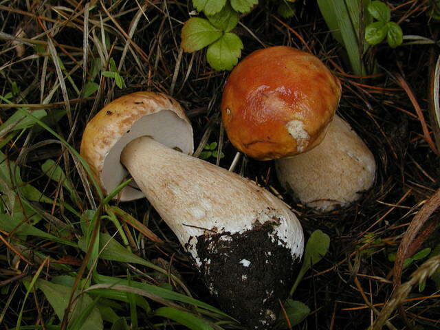 Image of Boletus