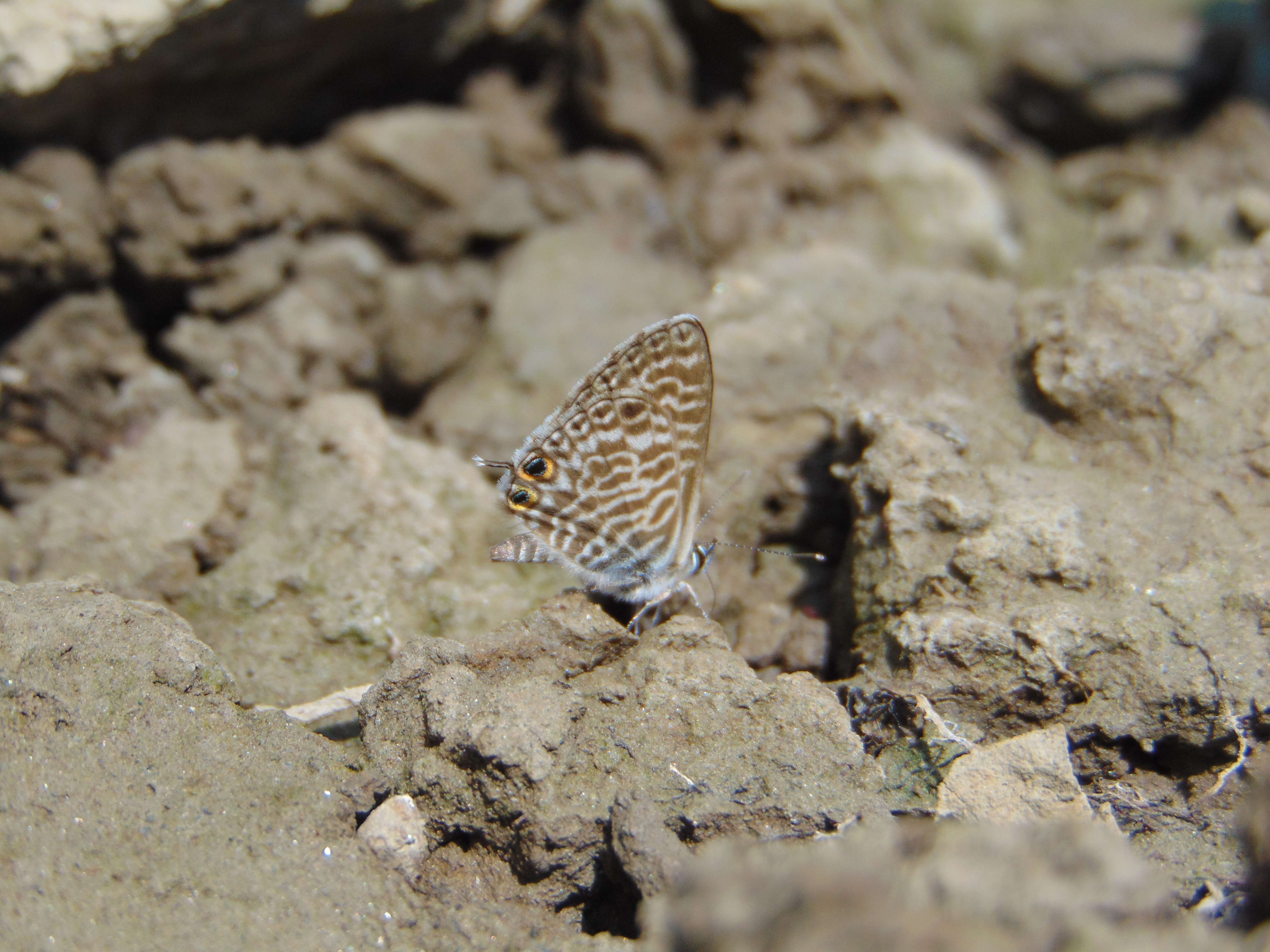 Image of Lang's Short-tailed Blue