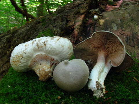 Image of Entoloma abortivum (Berk. & M. A. Curtis) Donk 1949