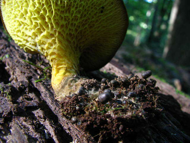 Image of Boletinellaceae