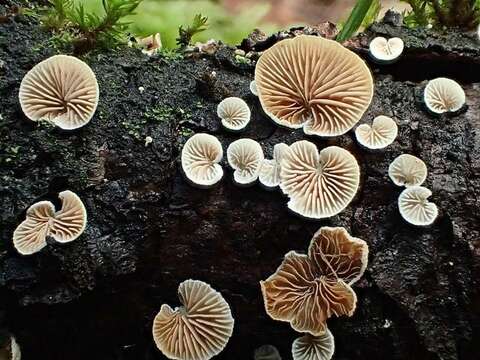 Слика од Crepidotus subverrucisporus Pilát 1949