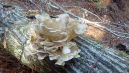 Image of Pleurotus