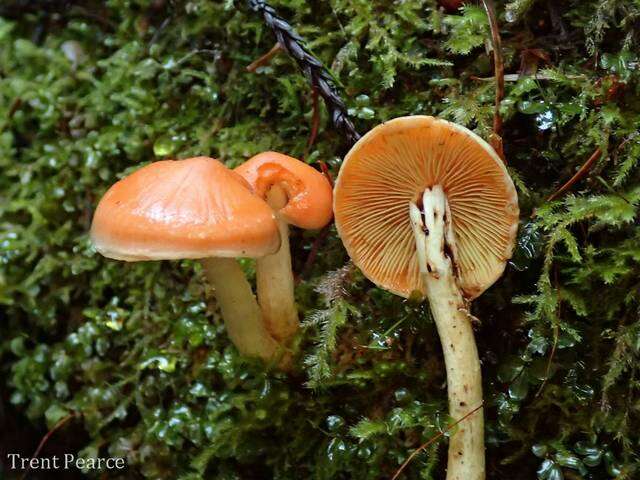 Image of Pholiota