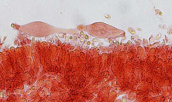 Image of Mycena aetites (Fr.) Quél. 1872