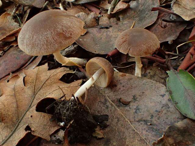 Image de Psathyrella longistriata (Murrill) A. H. Sm. 1949