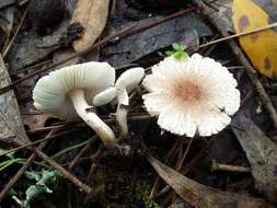 Image of Lepiota