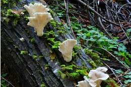 Image of Pleurotus