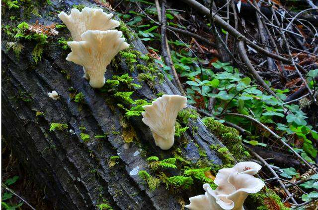 Image of Pleurotus