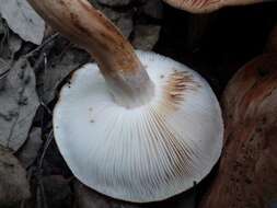 Image of Tricholoma stans (Fr.) Sacc. 1887