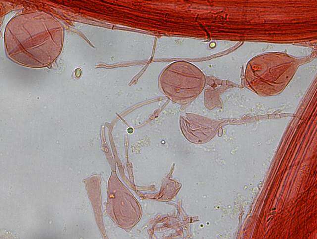 Imagem de Mycena leptocephala (Pers.) Gillet 1876