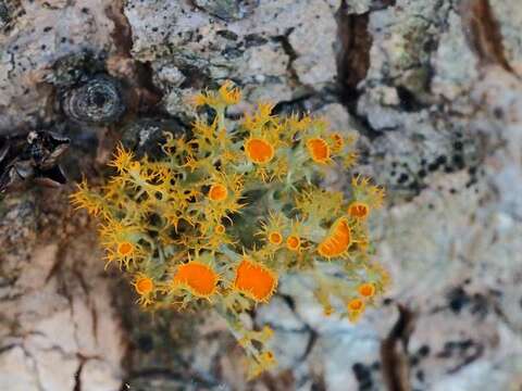 Image of teloschistes lichen