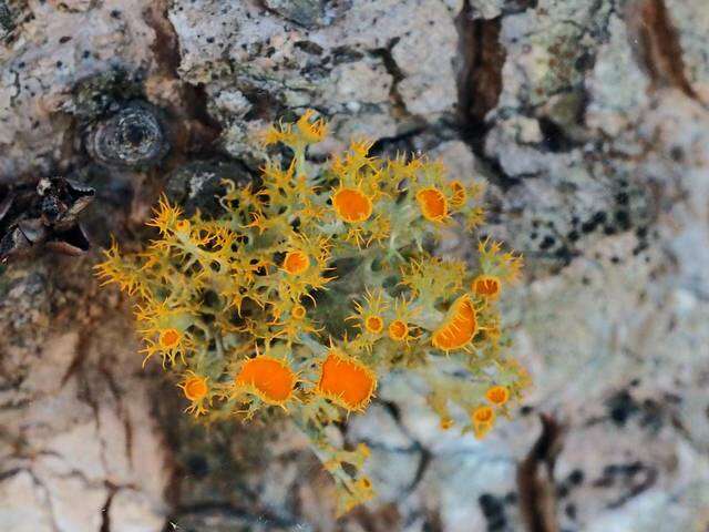 Image of teloschistes lichen