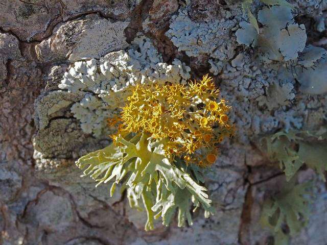 Image of teloschistes lichen