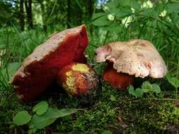 Image of ruddy bolete