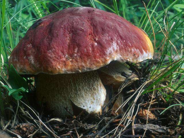 Boletus rubriceps D. Arora & J. L. Frank 2014 resmi