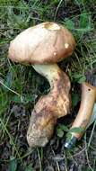 Image of butter bolete