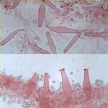 Pluteaceae resmi