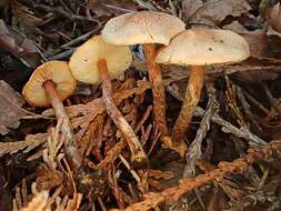 Image of Lepiota