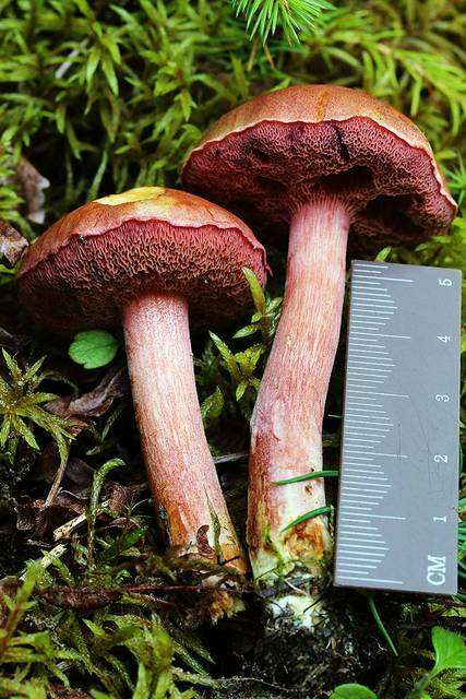 Imagem de Chalciporus