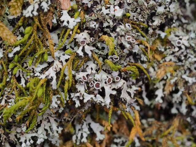 Image of Shadow lichens