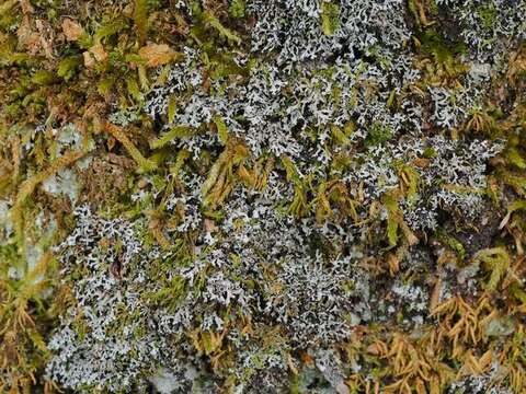 Image of Shadow lichens