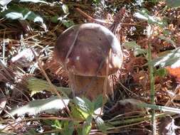 Image of Boletus