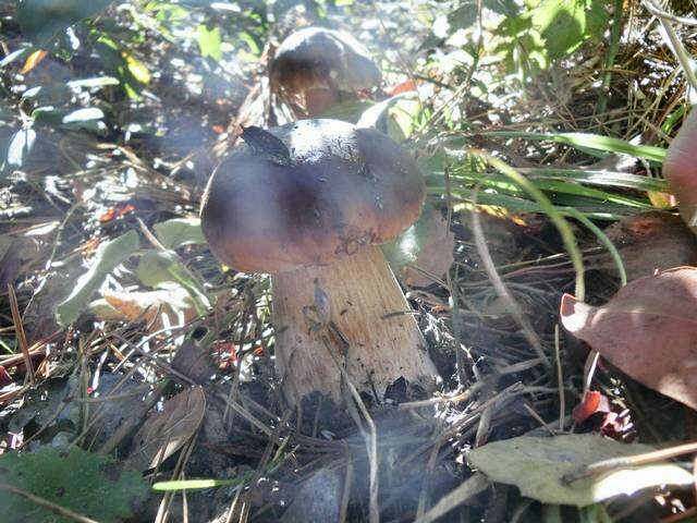 Image of Boletus