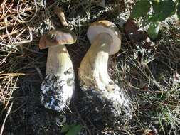 Image of Boletus