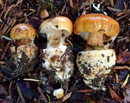 Image of Cortinarius callimorphus Bojantchev & R. M. Davis 2011