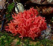 Ramaria araiospora Marr & D. E. Stuntz 1974的圖片