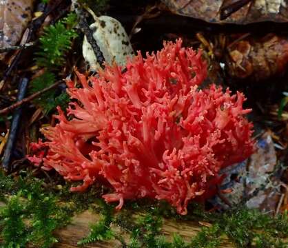 Ramaria araiospora Marr & D. E. Stuntz 1974 resmi