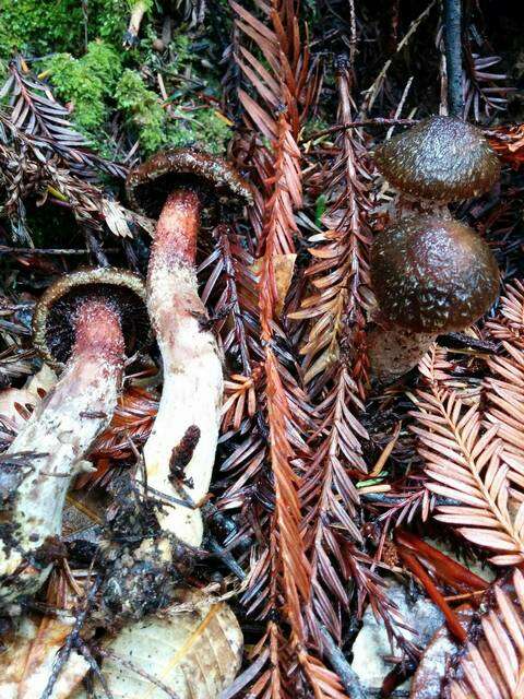 Image of Honey Fungus