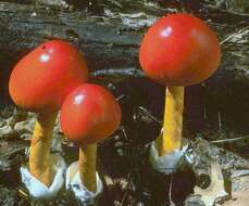 Imagem de Amanita jacksonii Pomerl. 1984