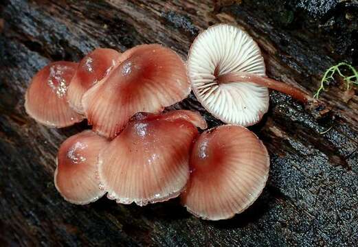 Image of Mycena