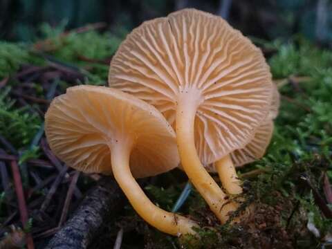 Image de Chrysomphalina aurantiaca (Peck) Redhead 1987