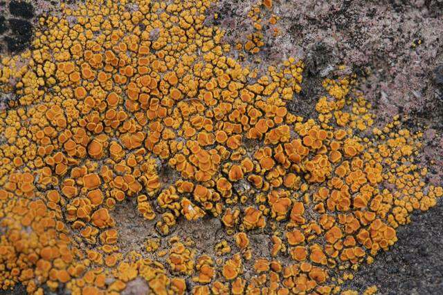 Image of orange lichen